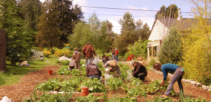 Urban Gardening in the Community